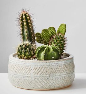 cactus plant for home office
